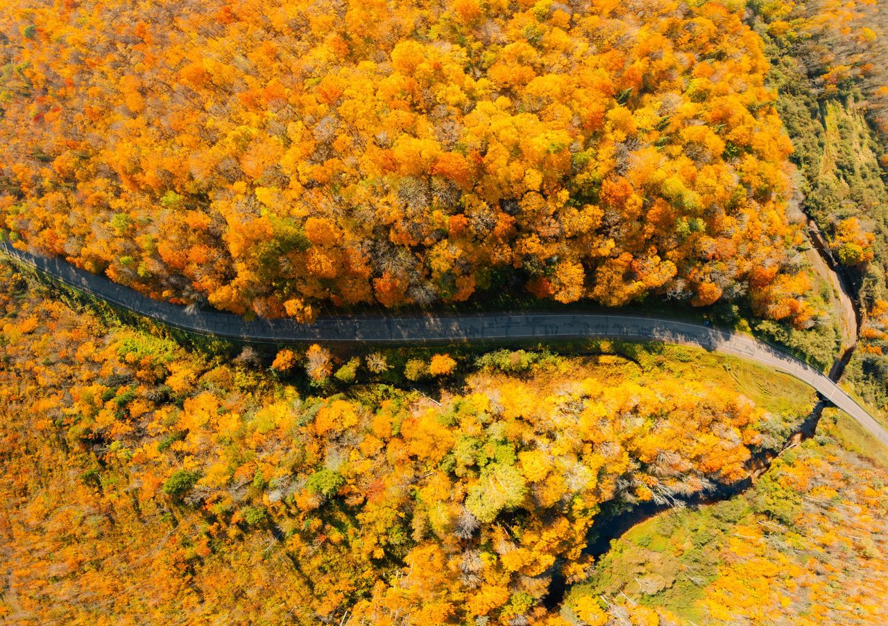 An aerial drone shot of fall foliage with a road going through it
